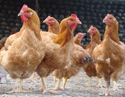 قیمت مرغ تخمگذار محلی - سپید طیور